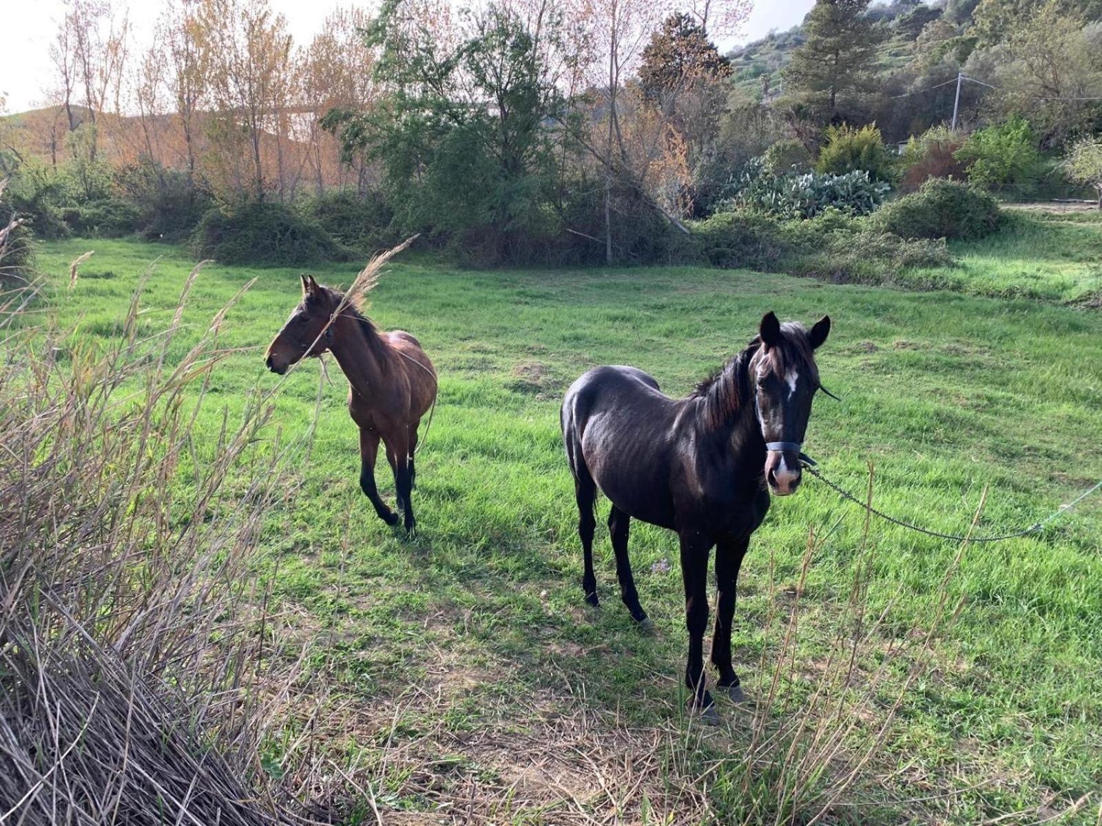 פיאצה ארמרינה Agriresort Villa Bentivoglio מראה חיצוני תמונה