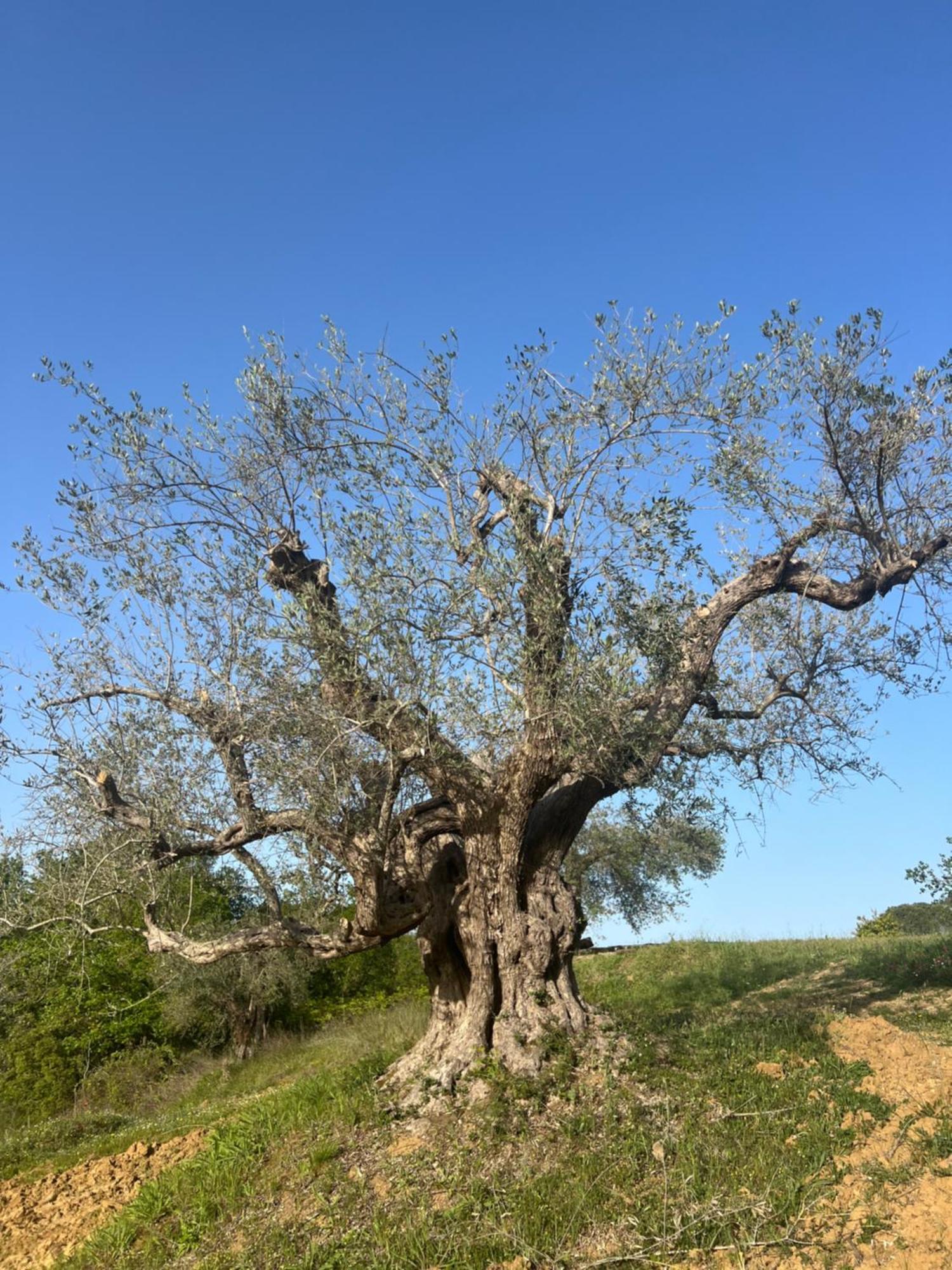 פיאצה ארמרינה Agriresort Villa Bentivoglio מראה חיצוני תמונה